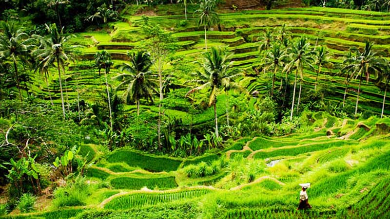 Wos River Tubing Adventure and Ubud Swing Tour